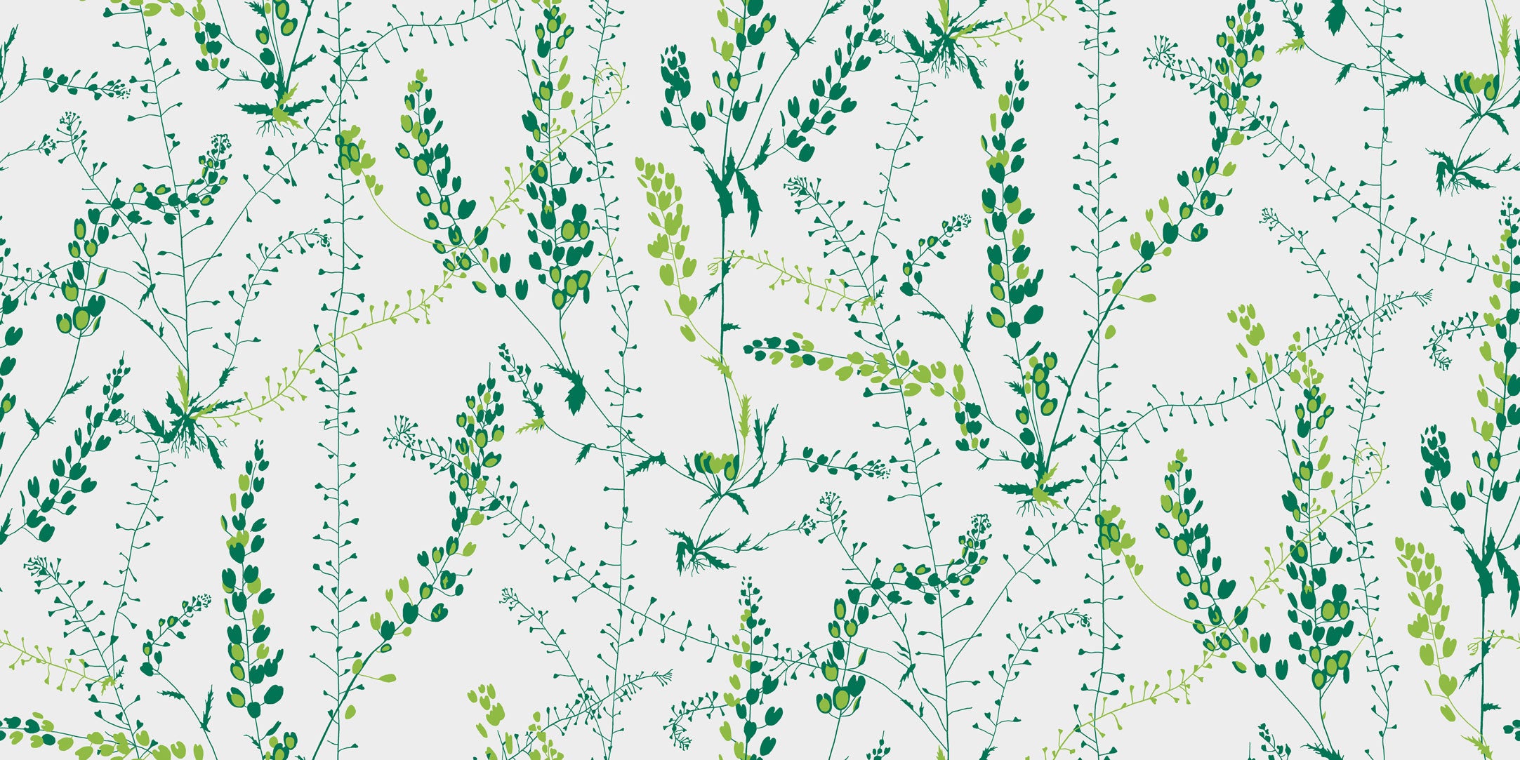 Bladranker, vit/grön