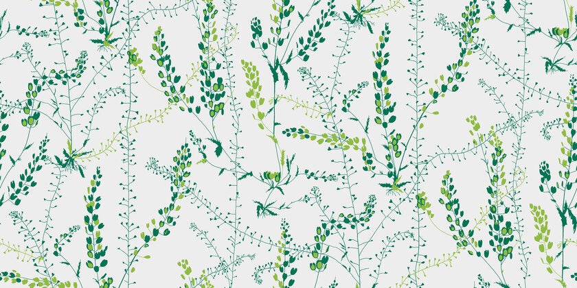 Bladranker, vit/grön